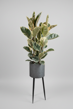 Last inn bildet i Galleri-visningsprogrammet, Ficus elastica Tineke