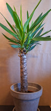 Last inn bildet i Galleri-visningsprogrammet, Yucca elephant