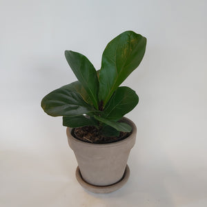 Ficus Lyrata