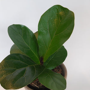 Ficus Lyrata