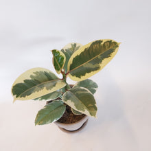 Last inn bildet i Galleri-visningsprogrammet, Ficus Elastica
