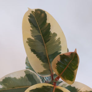 Ficus Elastica