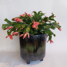 Last inn bildet i Galleri-visningsprogrammet, Schlumbergera Apricot
