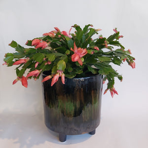 Schlumbergera Apricot