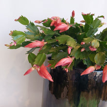 Last inn bildet i Galleri-visningsprogrammet, Schlumbergera Apricot
