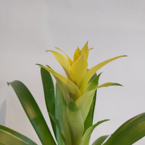 Guzmania Desire