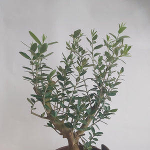 Olea europaea