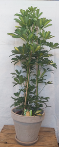 Schefflera Gold Capella