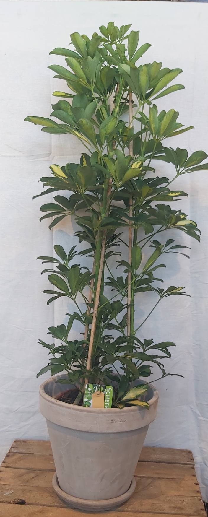 Schefflera Gold Capella