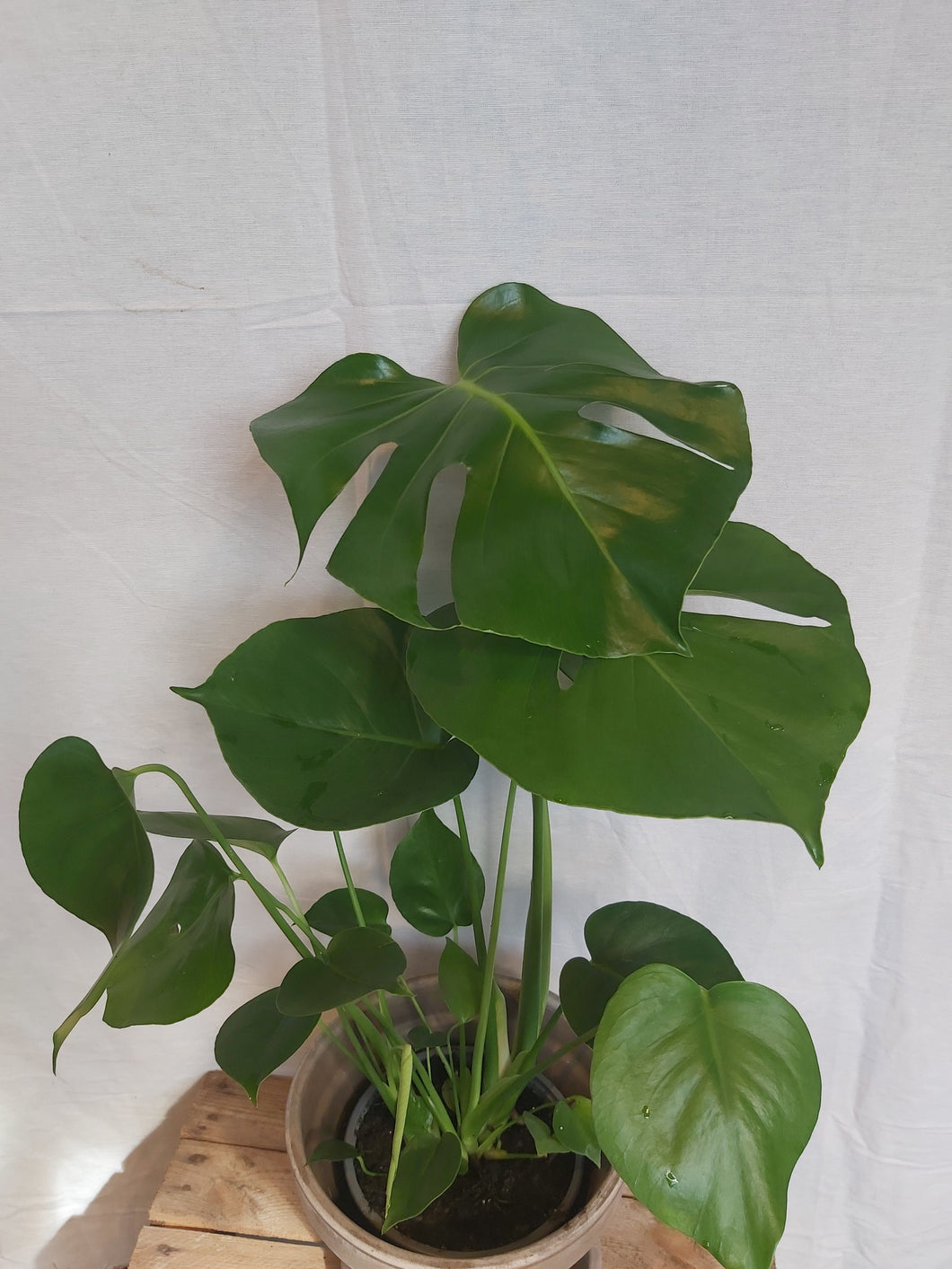 Monstera deliciosa