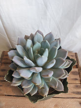 Last inn bildet i Galleri-visningsprogrammet, Pachyphytum Draco
