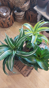 Dracena