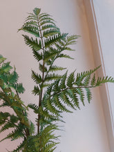 Last inn bildet i Galleri-visningsprogrammet, Silkeblomst Bregne
