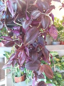 Tradescantia