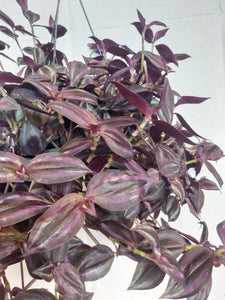 Tradescantia