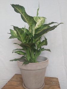 Dieffenbachia Mars