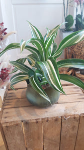 Dracena