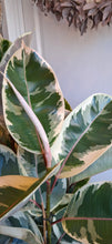 Last inn bildet i Galleri-visningsprogrammet, Ficus elastica Tineke
