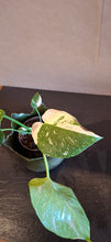 Last inn bildet i Galleri-visningsprogrammet, Monstera deliciosa Thai constellation
