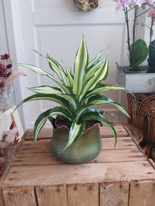 Dracena