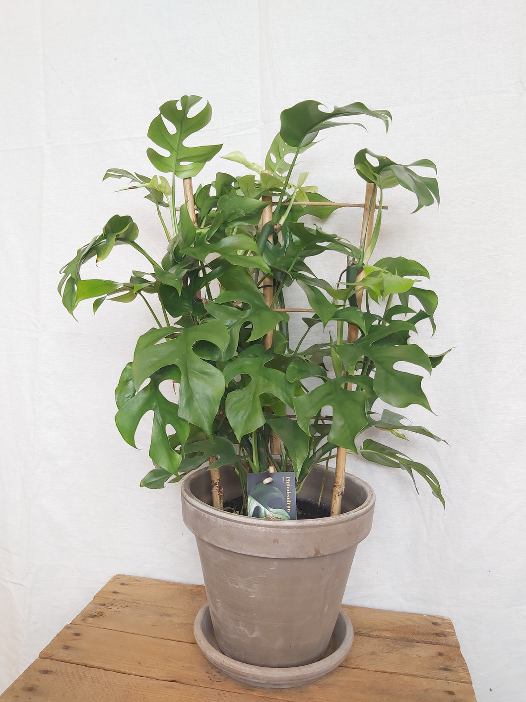 Philodendron Minima