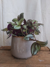 Last inn bildet i Galleri-visningsprogrammet, Tradescantia Zebrina Velvet Hill
