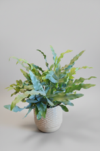 Last inn bildet i Galleri-visningsprogrammet, Phlebodium aureum
