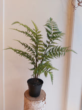 Last inn bildet i Galleri-visningsprogrammet, Silkeblomst Bregne
