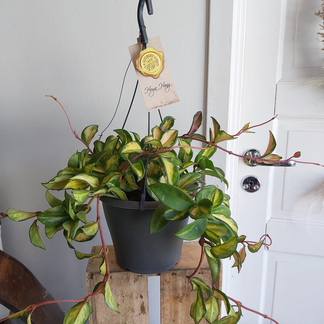 Hoya tricolor